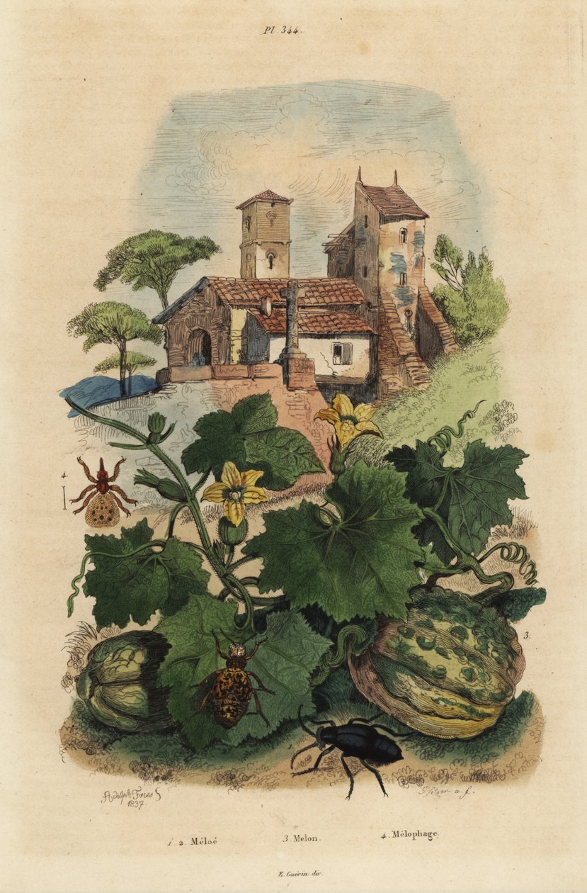 Europeisk oljebille, Meloe proscarabaeus 1.2, Honfleur melon, Cucumis melon 3 og saueked, Melophagus ovinus av Unbekannt