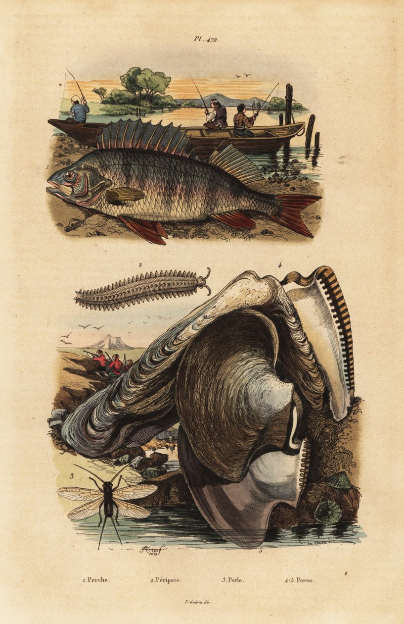Europeisk abbor, Perca fluviatilis 1, fløyelsorm, Peripatus iuliformis 2, snøring, Perla marginata 3, og perleøsters, Isognomon isognomum 4. Abbor, Peripate, Perle, Perne av Unbekannt