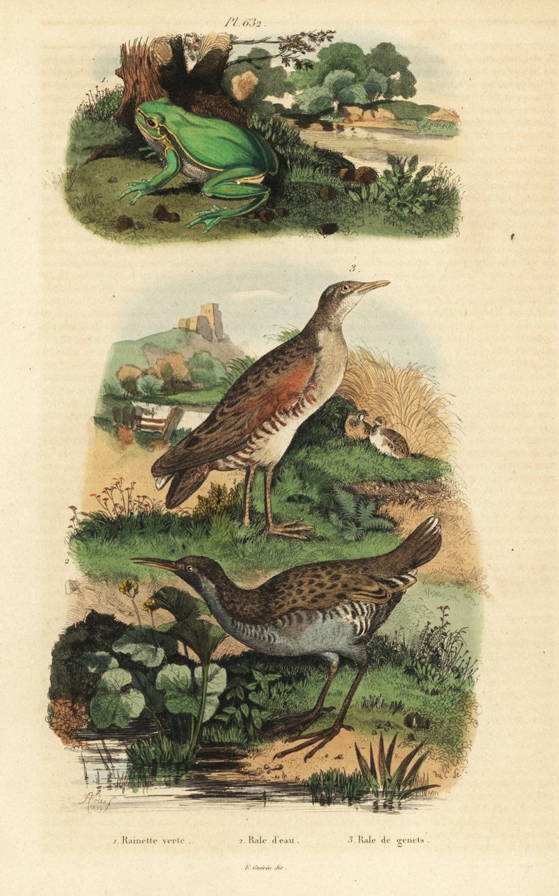 Europeisk trefrosk, Hyla arborea, vannskinne, Rallus aquaticus, og corn crake eller landrail, Crex crex av Unbekannt