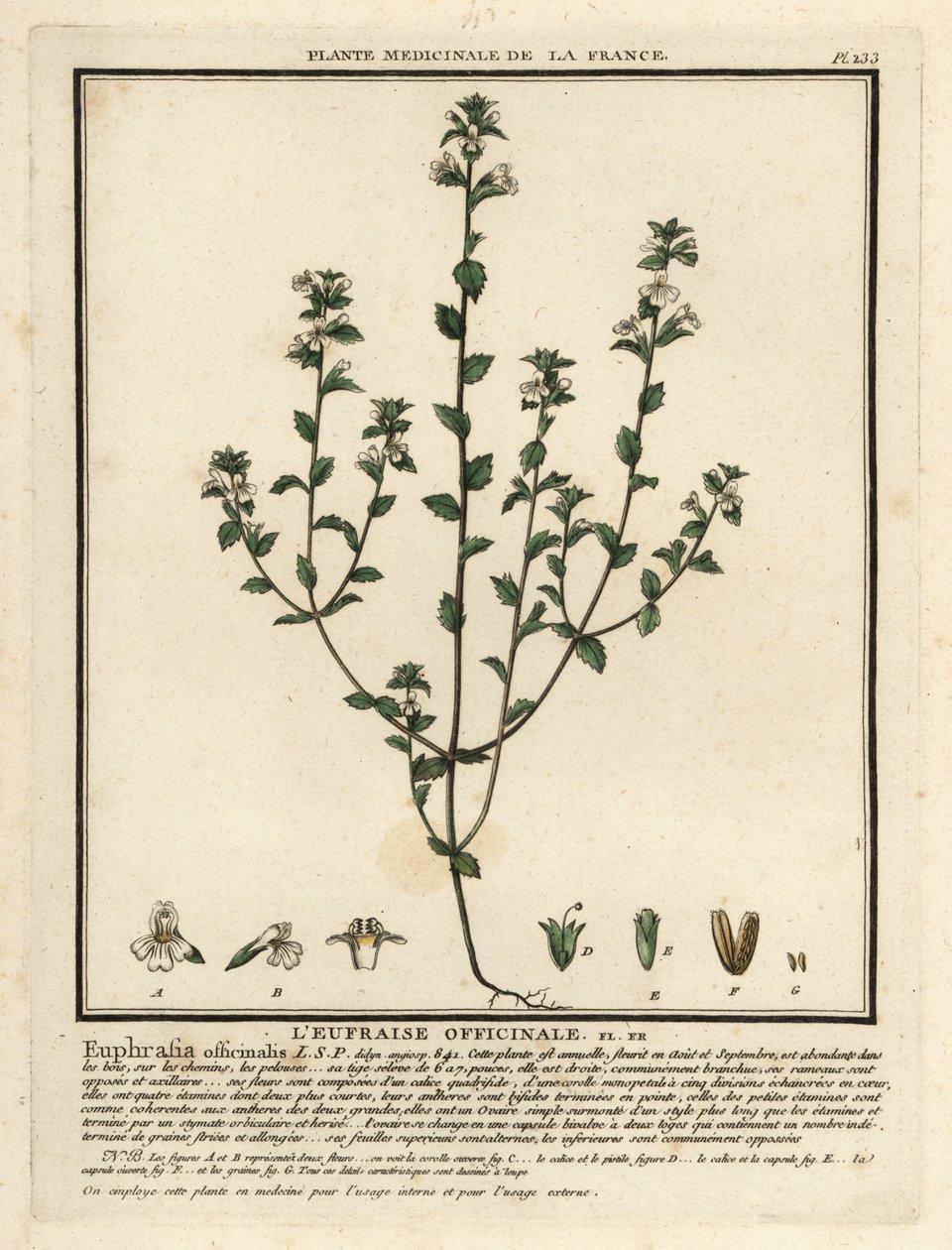 Øyetrøst, Euphrasia rostkoviana. av Unbekannter Künstler