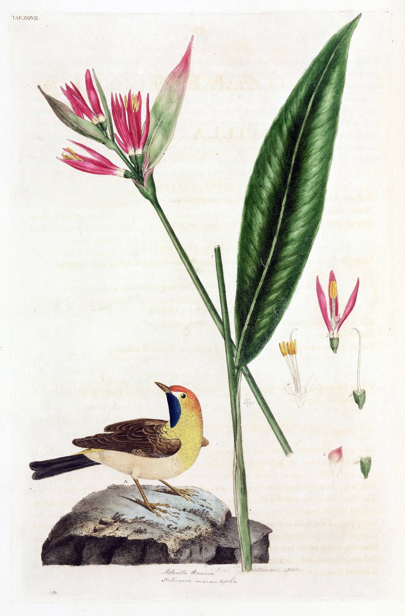 Falsk Bird of Paradise-blomst og viphale (Bergeronnettes eller Motacilla thoracica, Heliconia marantifolia eller Heliconia hirsuta av Unbekannt