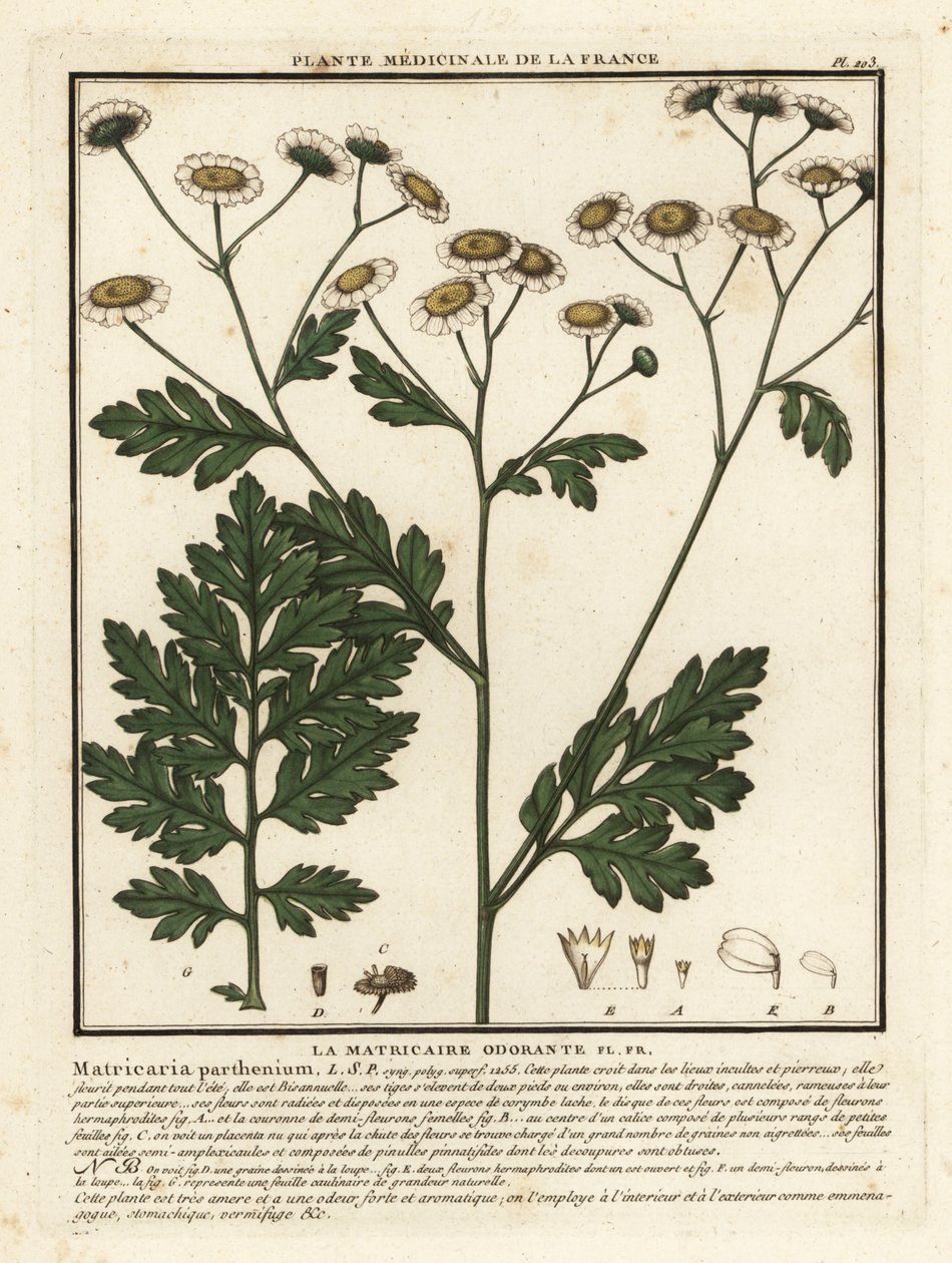 Feberfew, Tanacetum parthenium. av Unbekannter Künstler