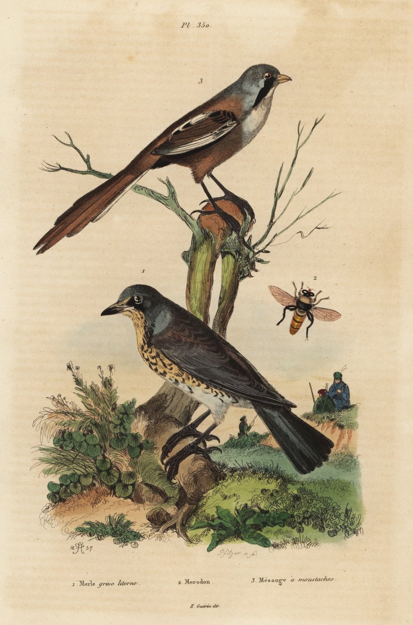 Markfare, Turdus pilaris, og skjeggete, Panurus biarmicus Le merle grive litorne, merodon et mesange a bart av Unbekannt