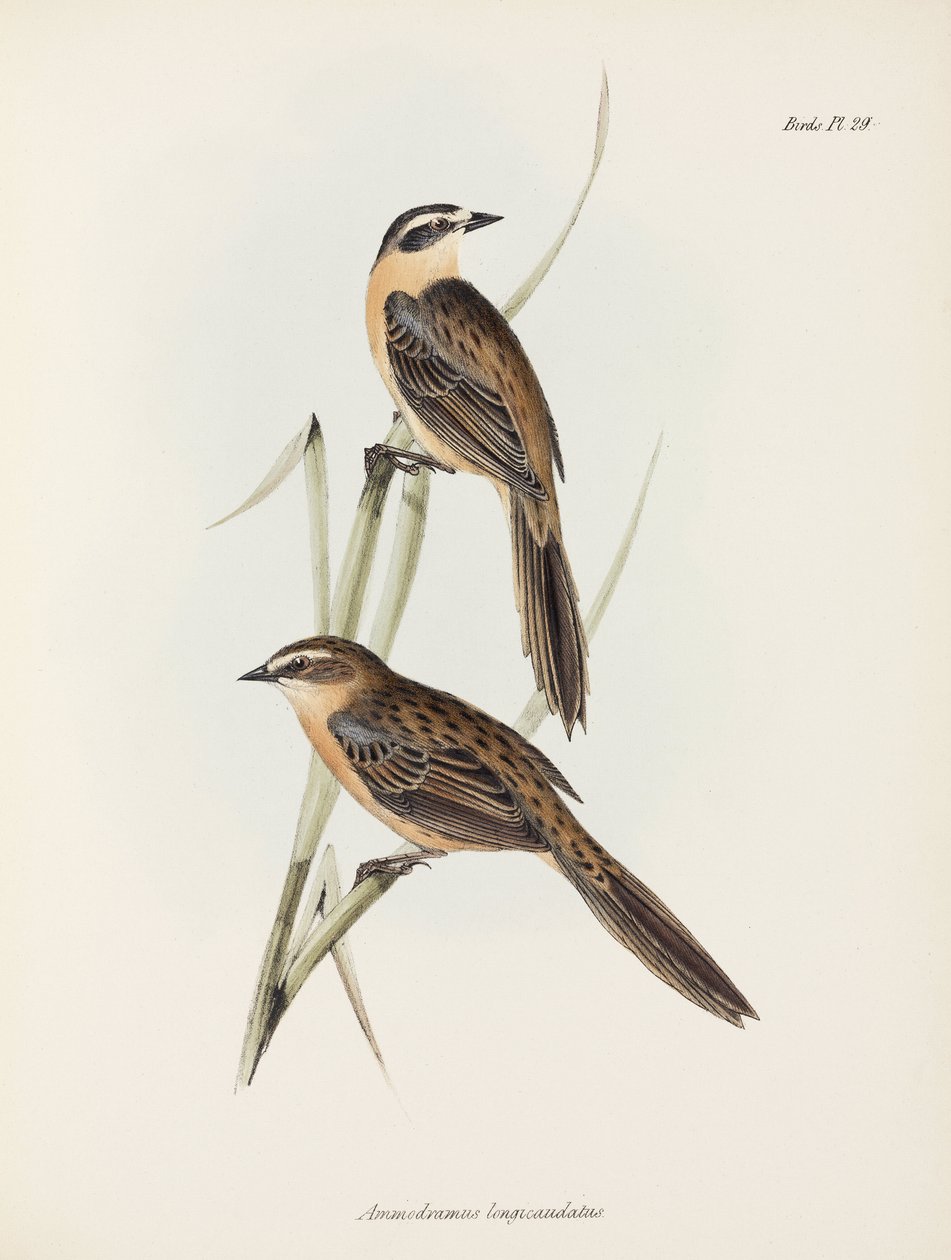 Finker, c 1832-1836 av Unbekannter Künstler