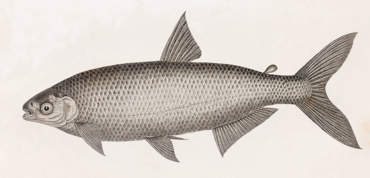 Fisk: Le Characin av Unbekannt