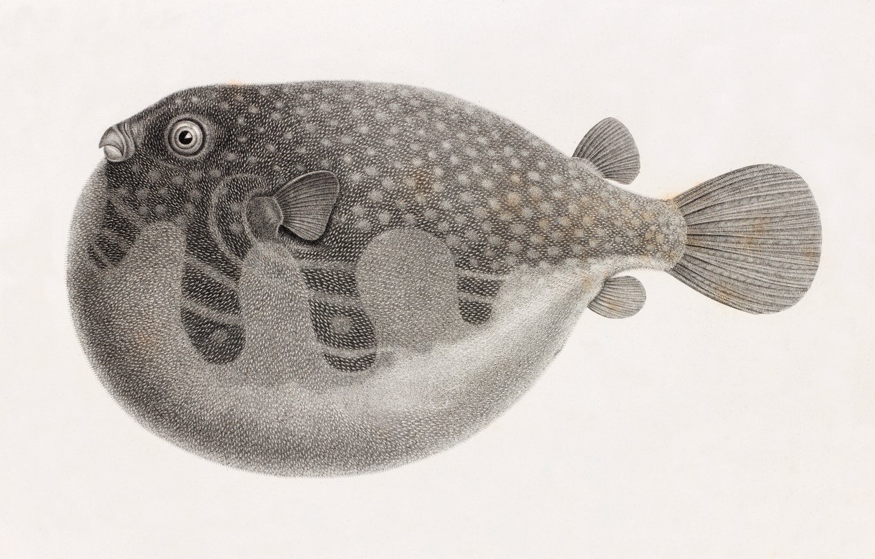 Fisk: Tetrodon, nærbilde av Unbekannt