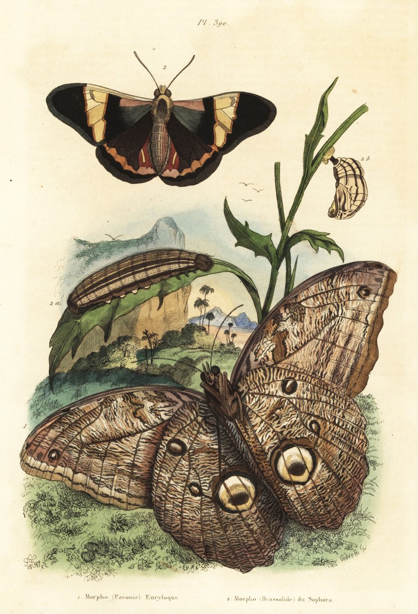 Skogkjempeuglesommerfugl, Caligo eurilochus 1 og Brassolis sophorae sommerfugl, puppe og larve 2 av Unbekannt