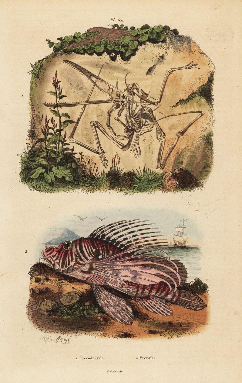 Fossilt skjelett av en utdødd pterodactyl, Pterodactylus antiquus, og rød løvefisk, Pterois volitans av Unbekannt
