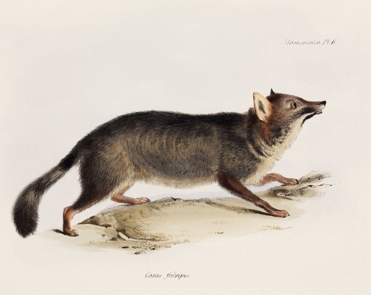 Fox, Chile, ca 1832-1836 av Unbekannter Künstler