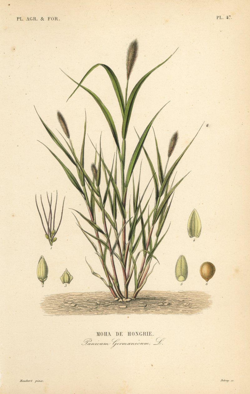 Revehalehirse eller italiensk hirse, Setaria italica, Panicum germanicum, Moha de Hongrie av Unbekannt