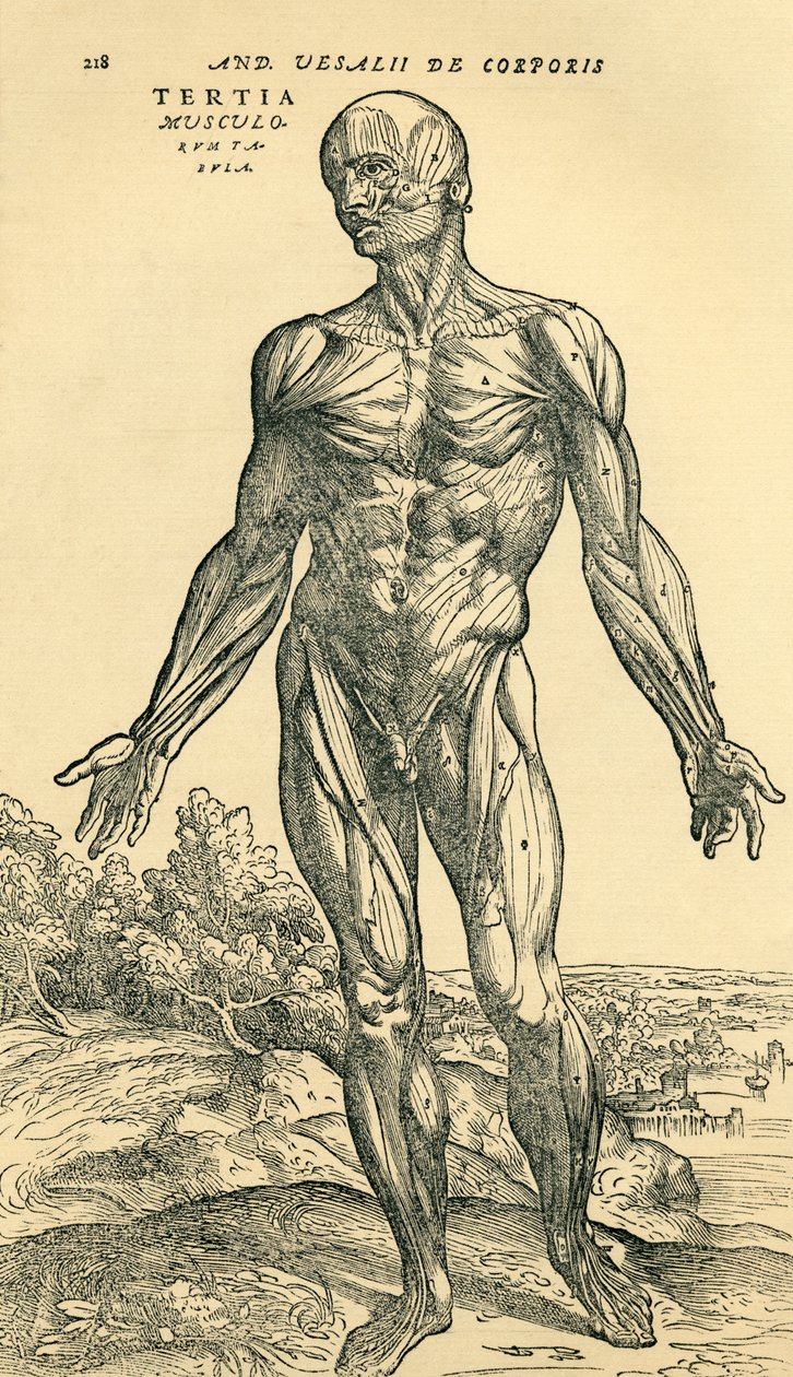 Foran den mannlige menneskekroppen, en anatomisk studie opprinnelig publisert i De Humani Corporis Fabrica Libri Septem (om stoffet til menneskekroppen i syv bøker) av Andreas Vesalius, utgitt Basel av Unknown