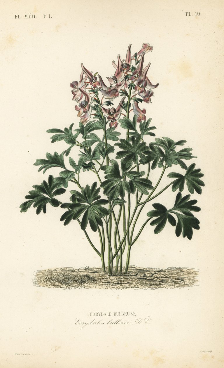 Fumewort, Corydalis solida, Corydalis bulbosa, Corydale bulbeuse av Unbekannt