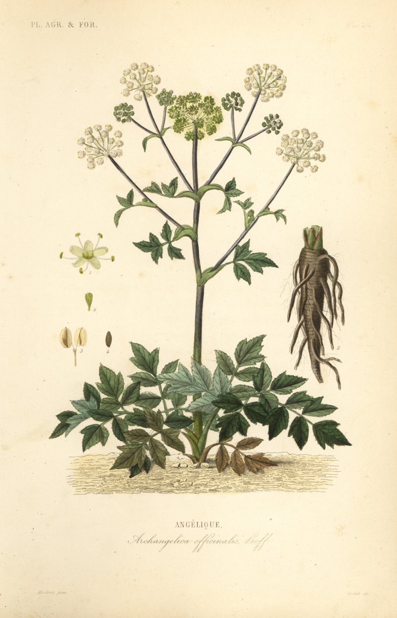 Hagekvann eller villselleri, Angelica archangelica, Archangelica officinalis, Angelique av Unbekannt