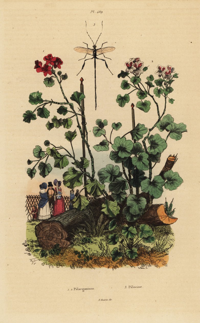Geranium-arter, Pelargonium daveyanum 1 og Pelargonium macranthon 2 av Unbekannt