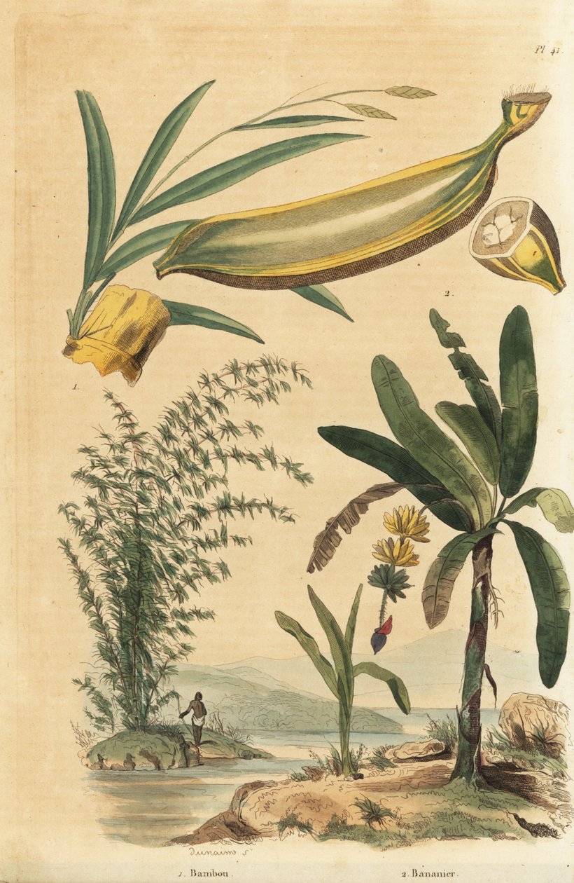 Gigantisk tornet bambusplante, Bambusa bambos (Bambos arundinacea) og banantre med frukt og tverrsnitt, Musa paradisiaca av Unbekannt