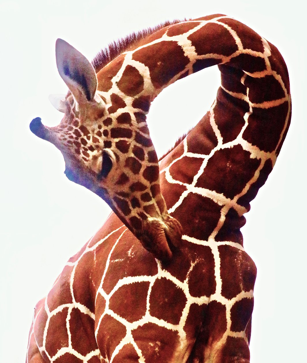 Giraffe, Sarara, 2017 (fotografi) av Unbekannter Künstler