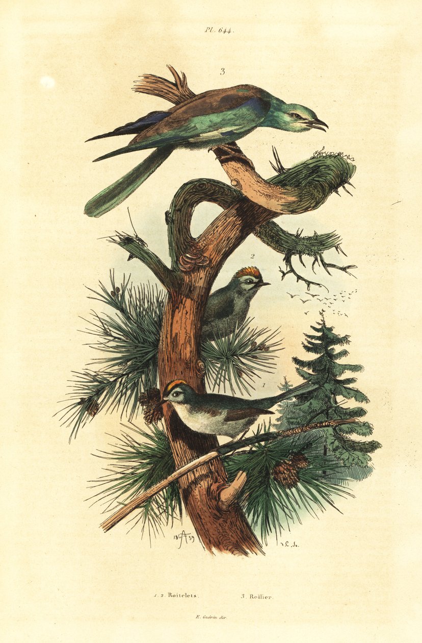 Goldcrests, Regulus regulus og Europeisk rulle, Coracias garrulus av Unbekannt