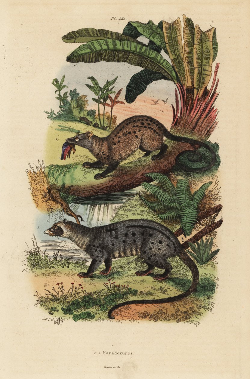 Gullpalmesivet, Paradoxurus zeylonensis 1 og asiatisk palmesivet, Paradoxurus hermaphroditus 2 av Unbekannt