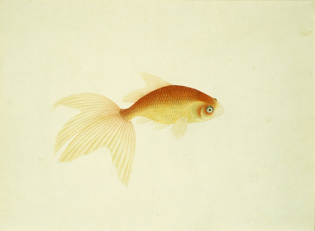 Gullfisk (akvarell på papir) av Unbekannt