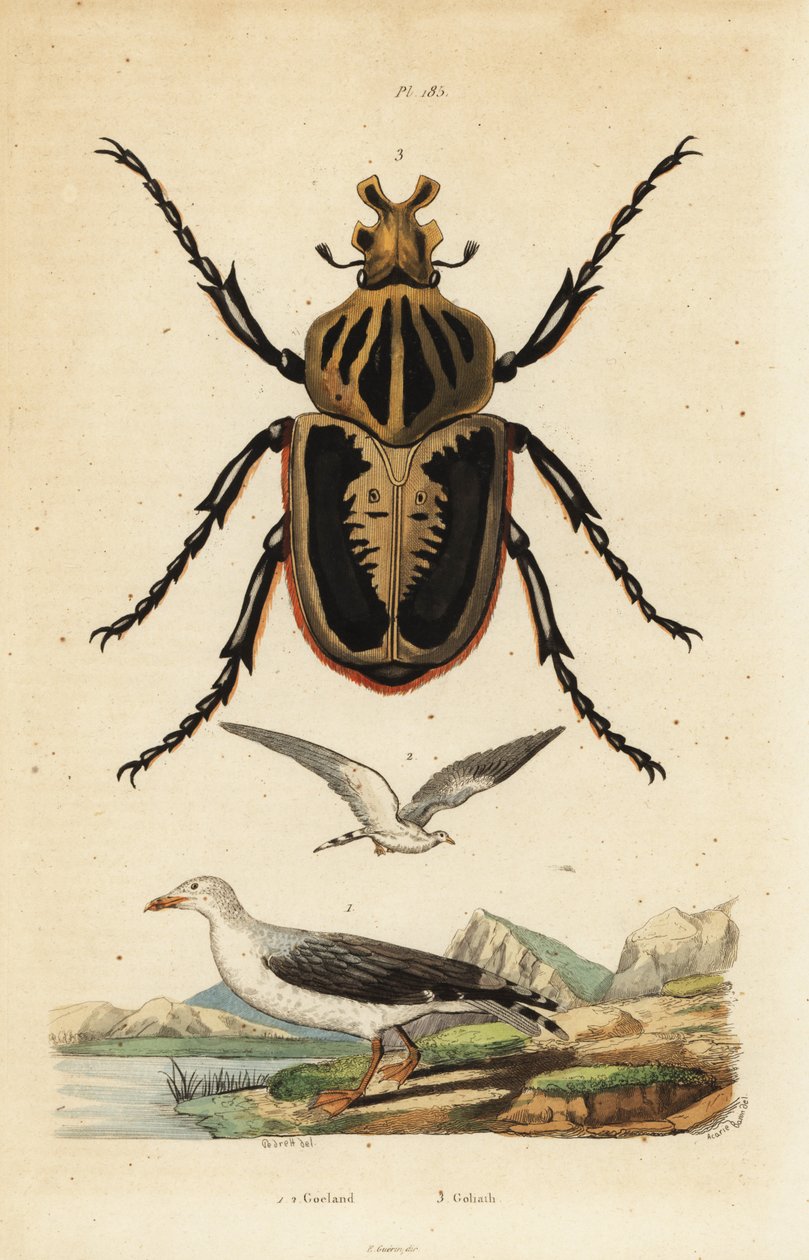 Goliatbille, Goliat goliatus 1 og vanlig måke, måke av Unbekannt