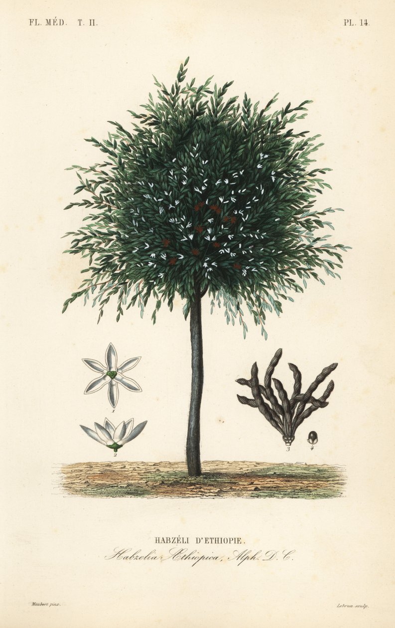 Korn av Selim, Xylopia aethiopica, Habzelia aethiopica, Habzeli fra Etiopia av Unbekannt