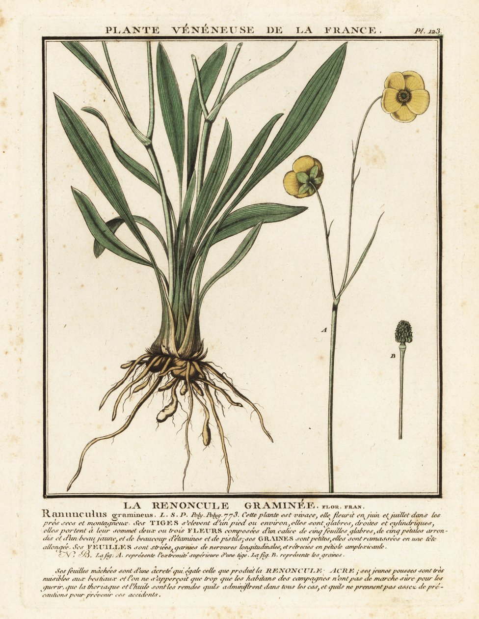 Gressbladet smørblomst, Ranunculus gramineus. av Unbekannter Künstler