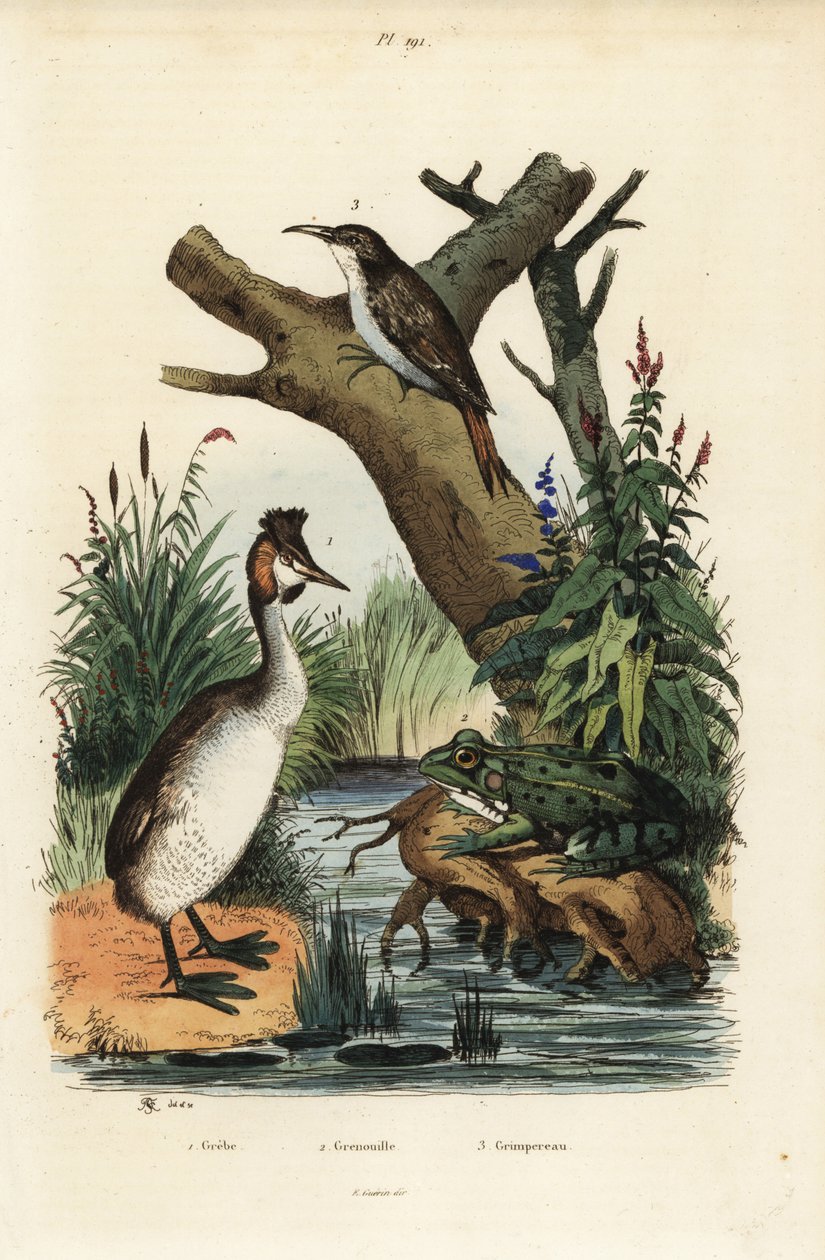 Storspove, Podiceps cristatus 1, grønn frosk, Pelophylax esculentus 2 og eurasisk trekryper, Certhia familiaris 3 av Unbekannt