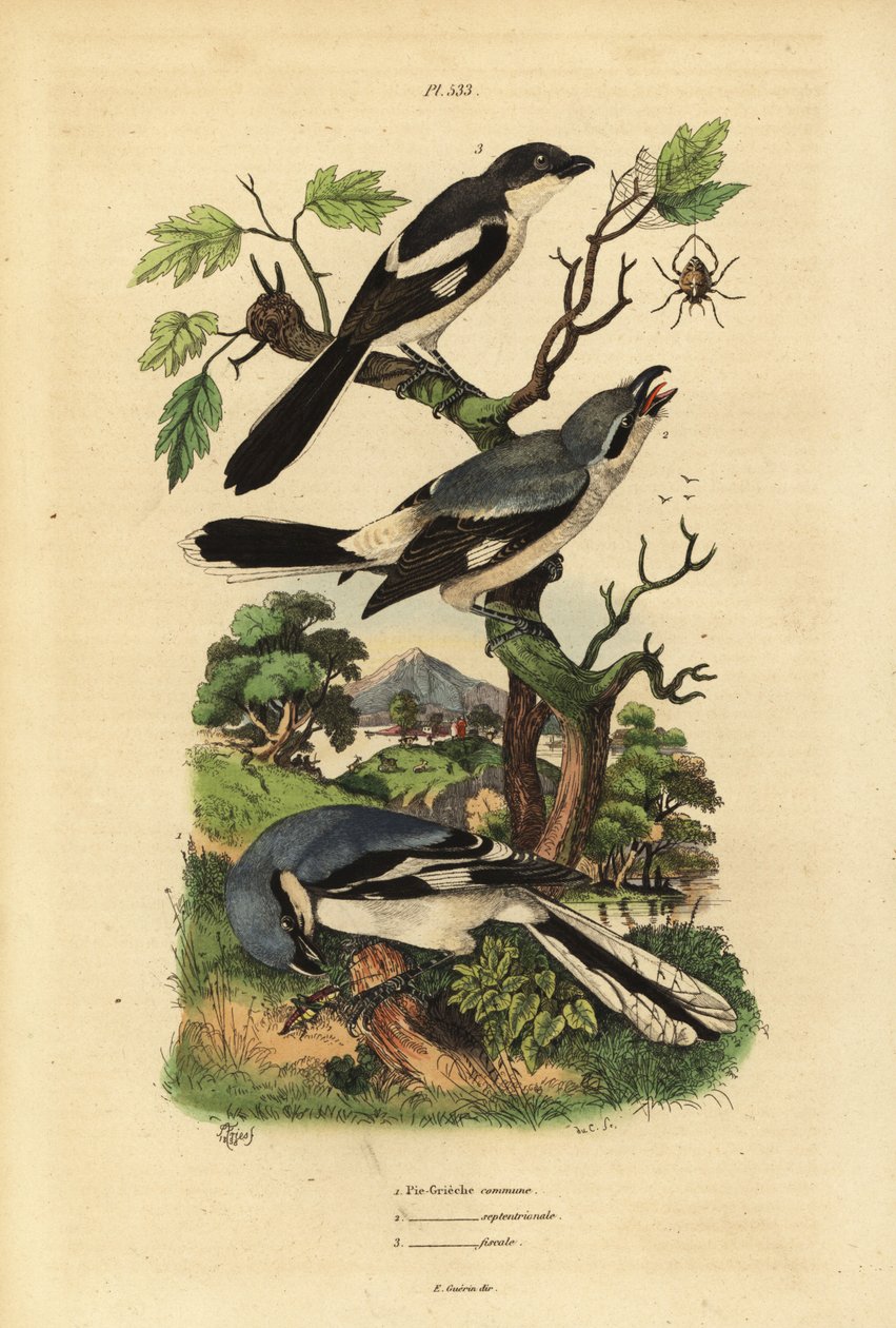 Gråskrike, Lanius excubitor, grårygget fiskal, Lanius excubitoroides, og fiskal tomper, Lanius collaris Pie Grieche kommune, nordlige fiskal av Unbekannt