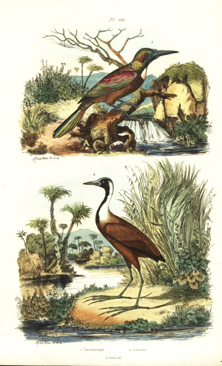 Flott jacamar, Jacamerops aureus, og nordlig jacana, Jacana spinosa av Unbekannt