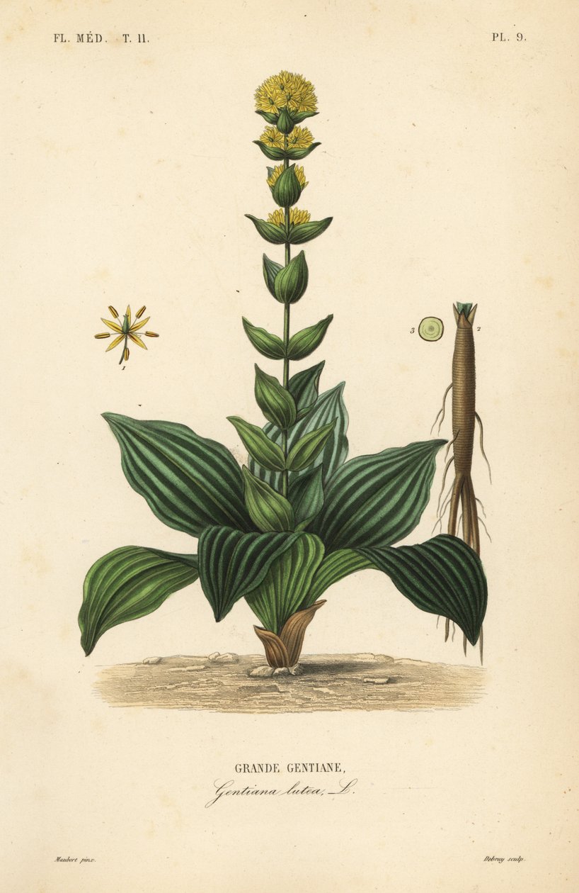 Flott gul gentian, Gentiana lutea, Grande gentiane av Unbekannt