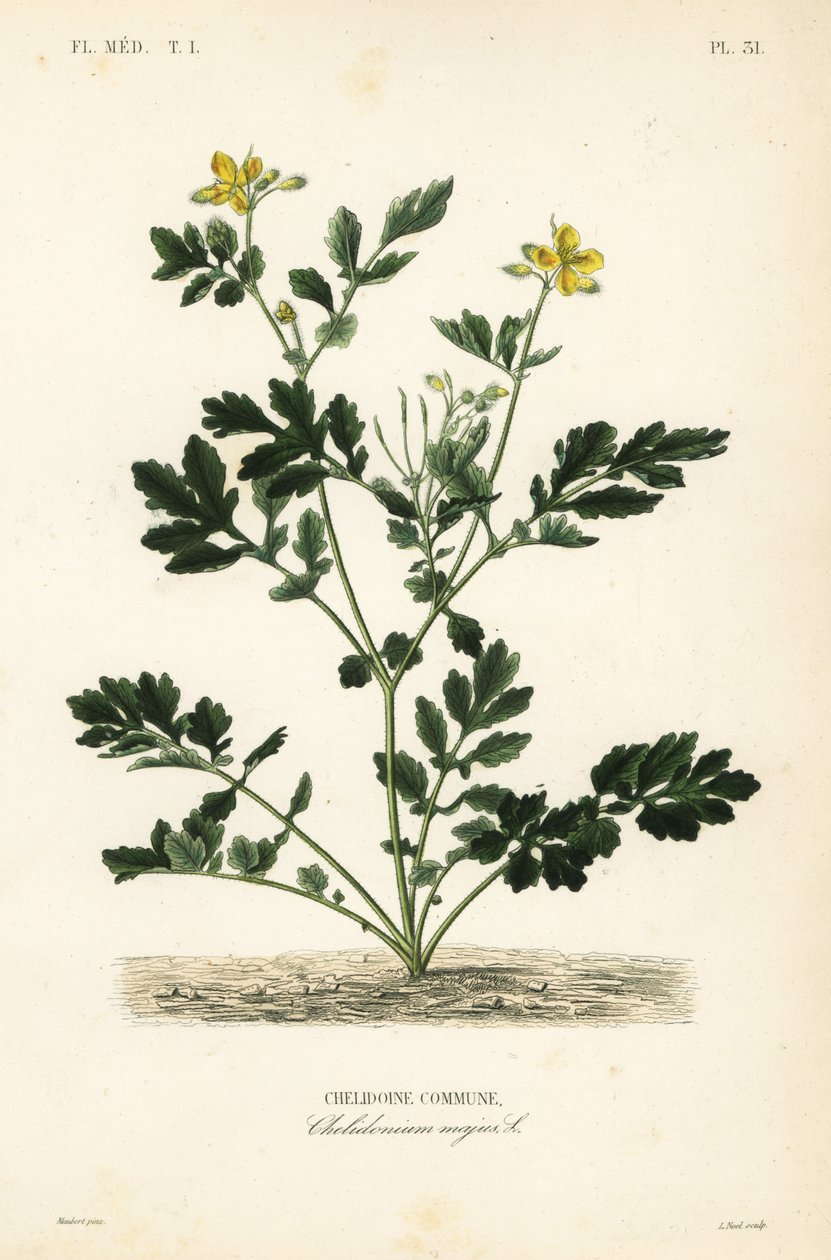 Svalortørke, Chelidonium majus, Chelidoine av Unbekannt