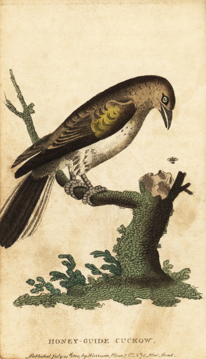 Større honningguide, indikatorindikator. ,1800 (gravering) av Unbekannter Künstler
