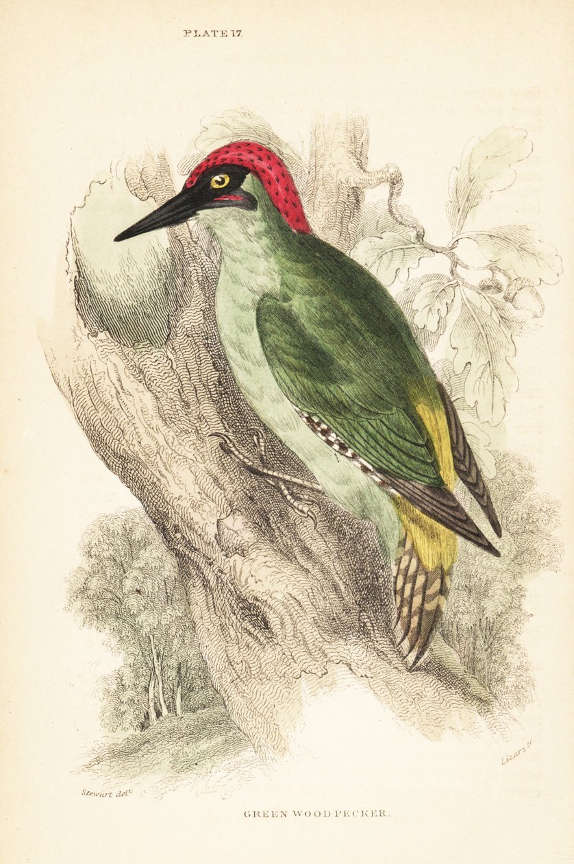 Grønn spett., Picus viridis, plassert på et tre.1889 (gravering) av Unbekannter Künstler