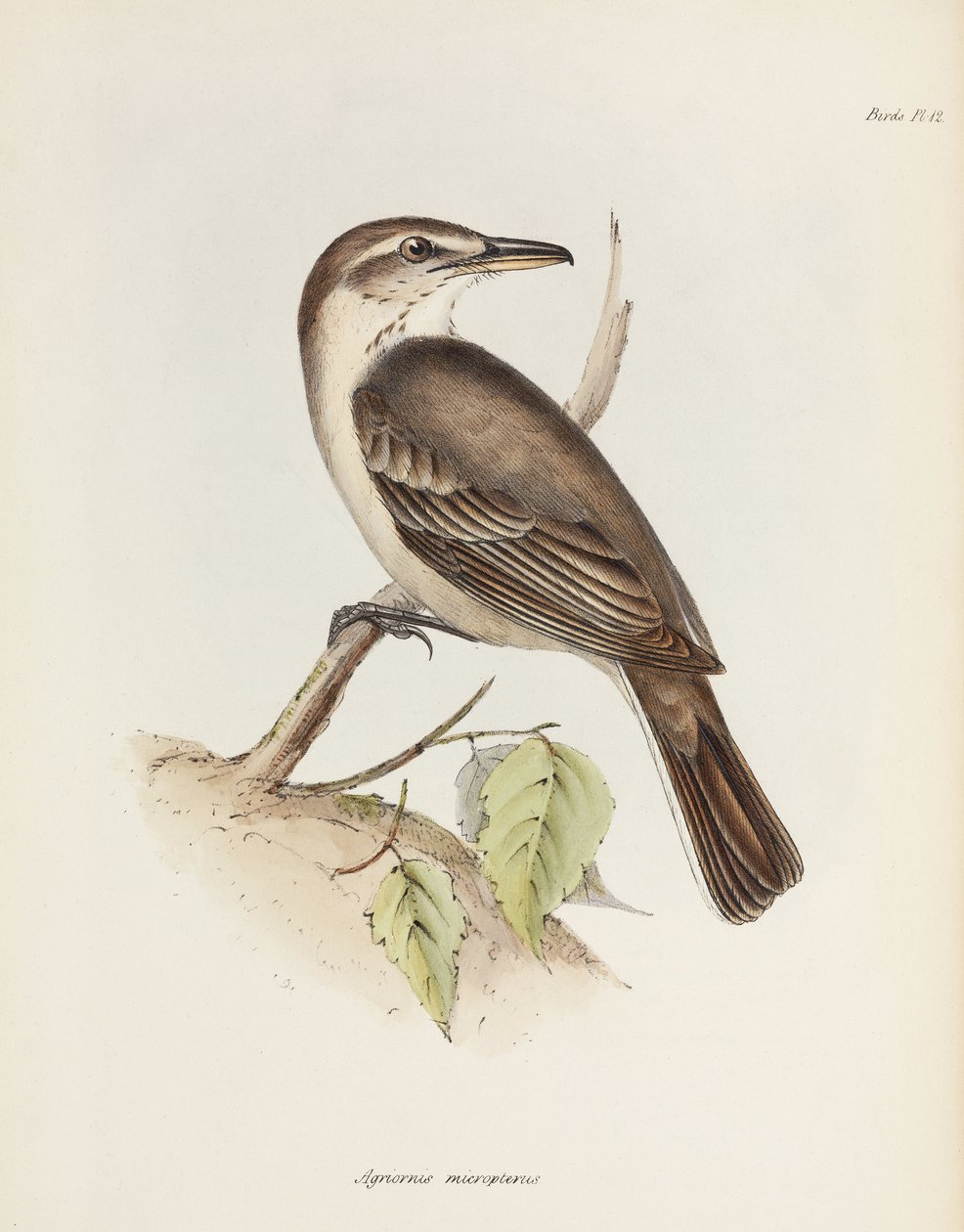 Gråbuket skurk-tyrann, c 1832-1836 av Unbekannt