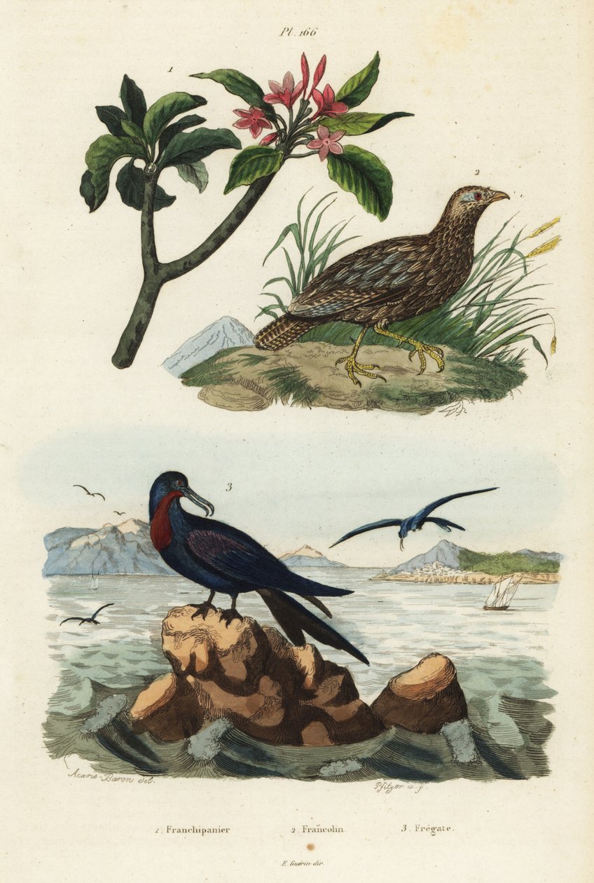 Gråvinget francolin, Scleroptila afra 2, stor fregattfugl, Fregata minor 3, og rød frangipani, Plumeria rubra 1 av Unbekannt
