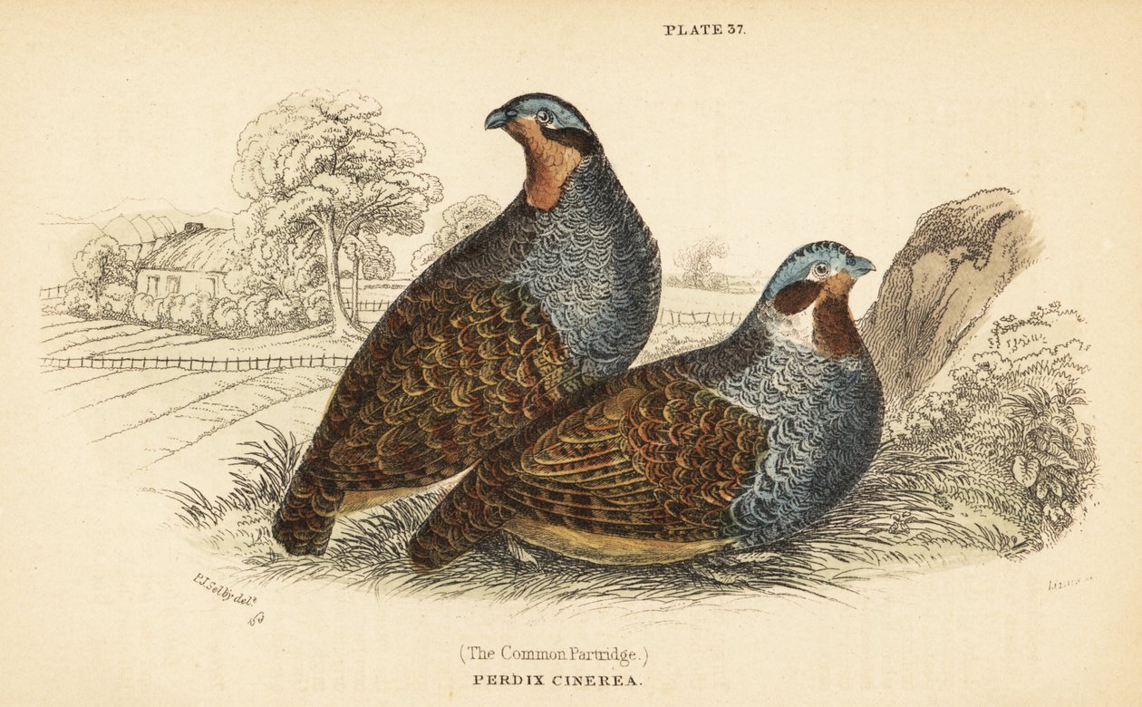 Grå rapphøne, Perdix perdix. 1889 (gravering) av Unbekannter Künstler