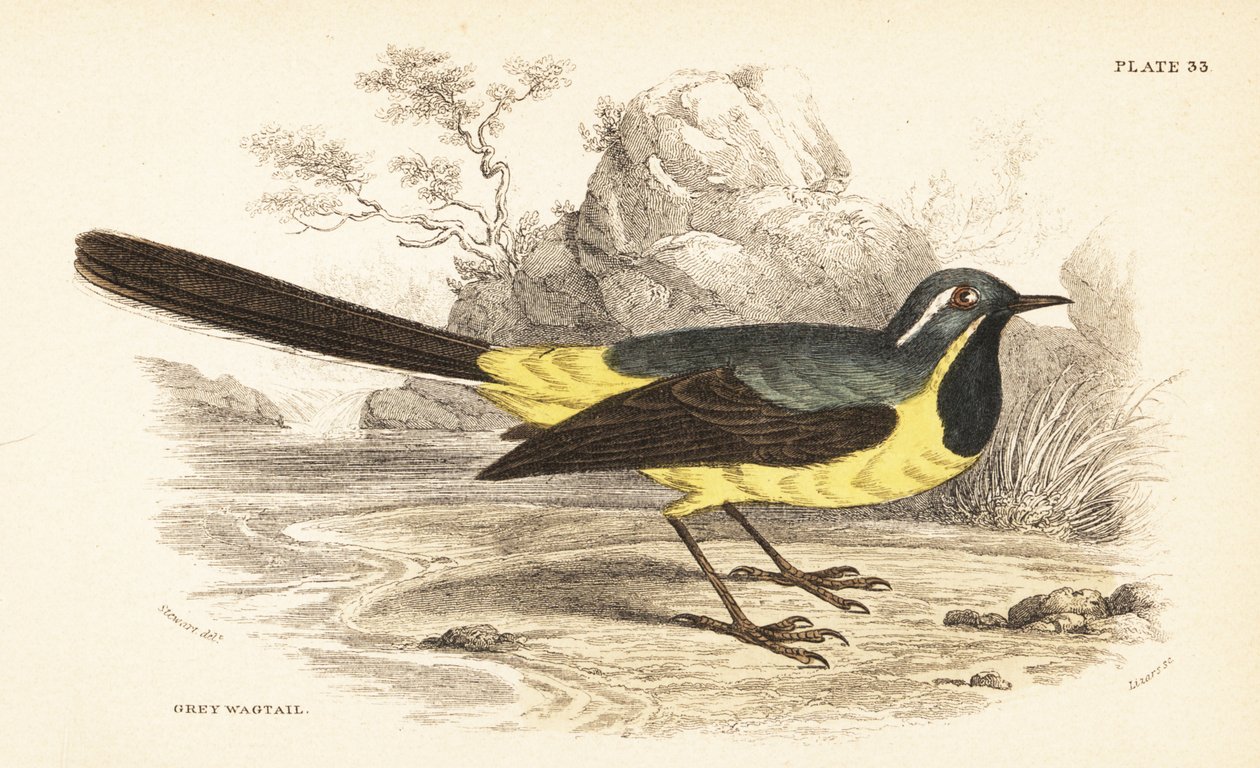 Grå vipstjert, Motacilla cinerea. 1889 (gravering) av Unbekannter Künstler
