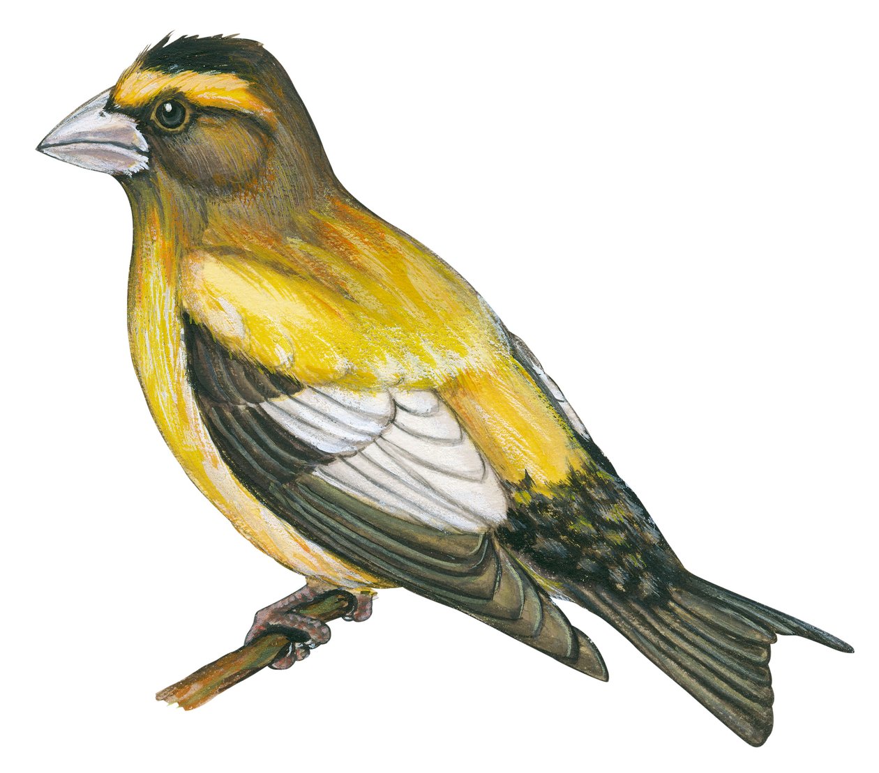 Gros bec errant - Evening grosbeak (Coccothraustes vespertines) av Unbekannter Künstler