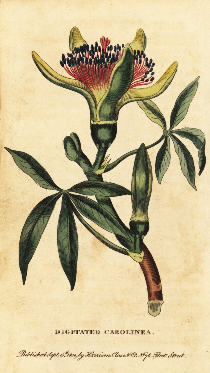 Guiana-kastanje, Pachira aquatica. ,1800 (gravering) av Unbekannter Künstler