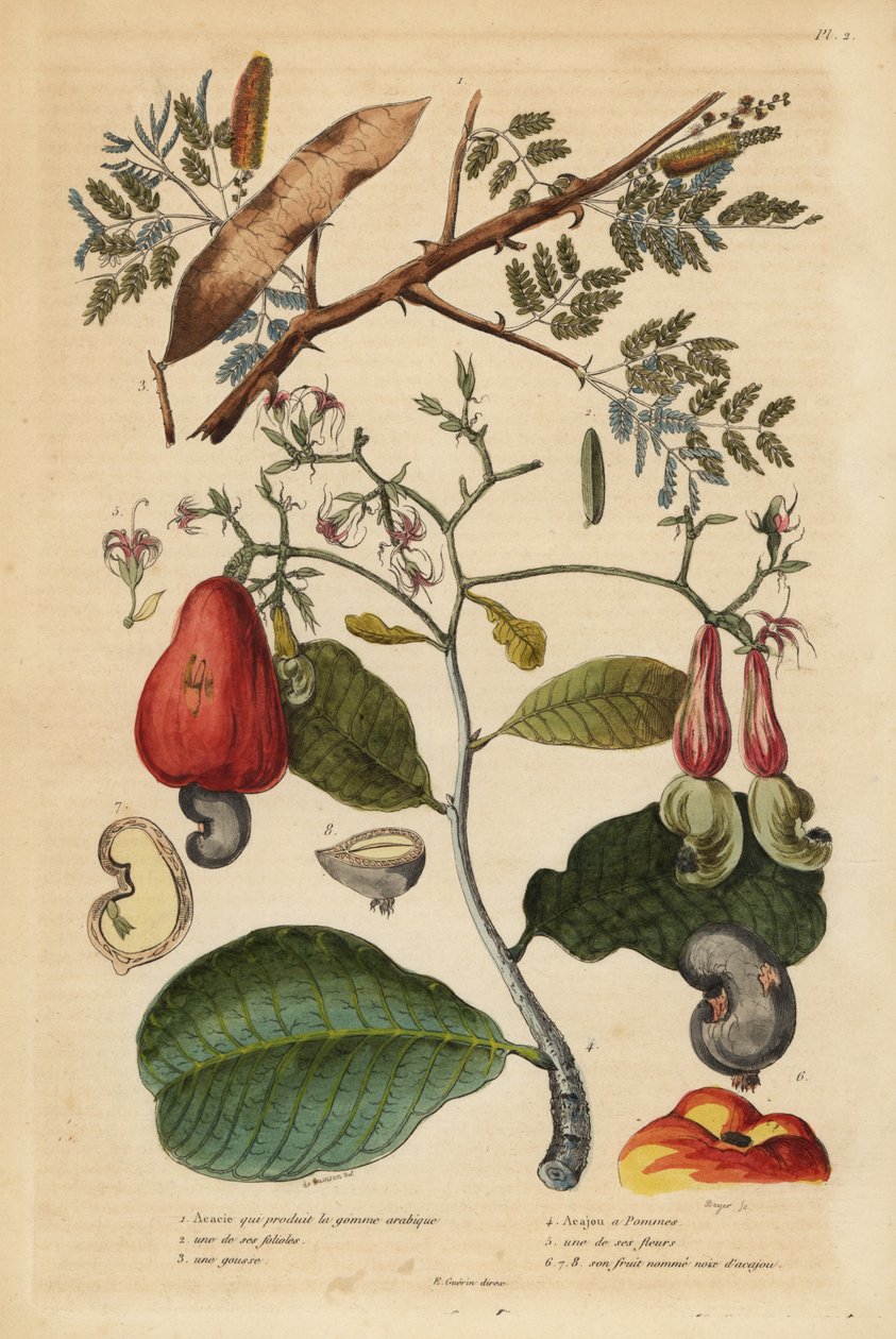 Gummi arabisk tre, Senegalia senegal (Acacia verek) 1,2,3, og cashewnøtttre, Anacardium occidentale 4,5,6 av Unbekannt