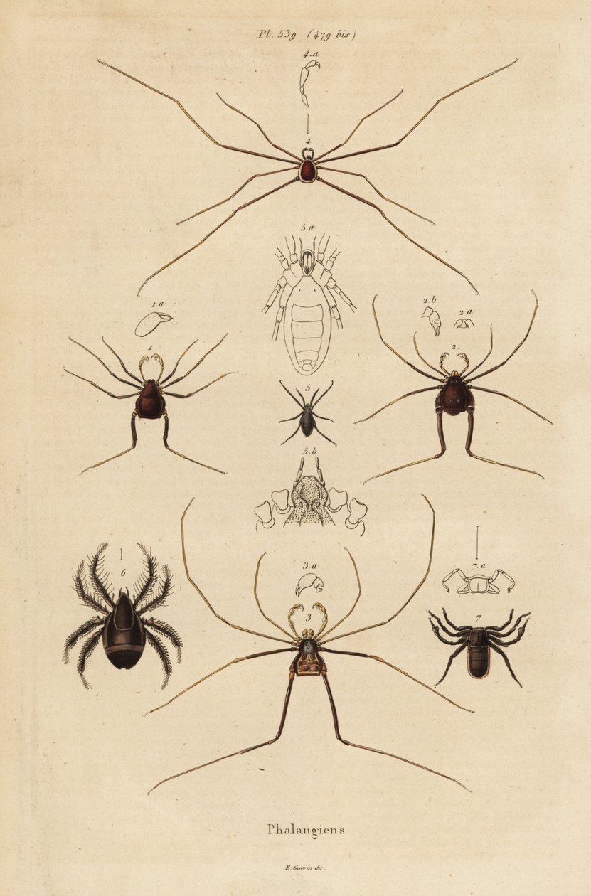 Høstmenn, hogstmaskiner eller langbein far, Opiliones-arter av Unbekannt
