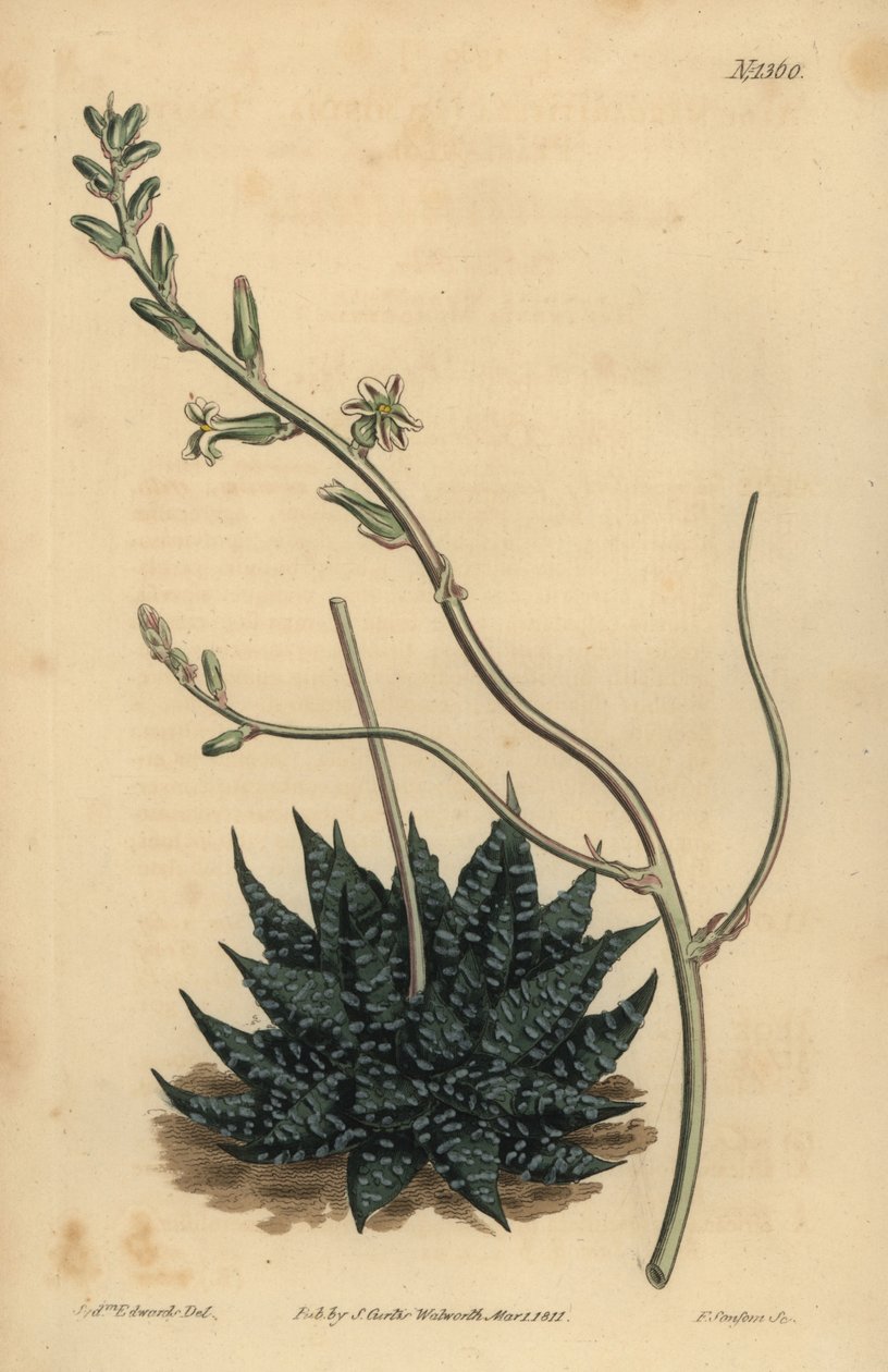 Haworthia minor eller Tulista minima (minste perlealoe, Aloe margaritifera minima) av Unbekannt