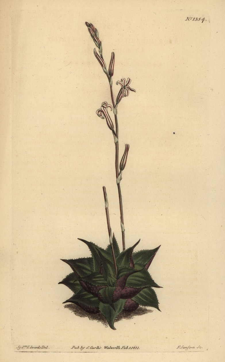 Haworthia mirabilis (Rough-leaved pute aloe, Aloe mirabilis) av Unbekannt