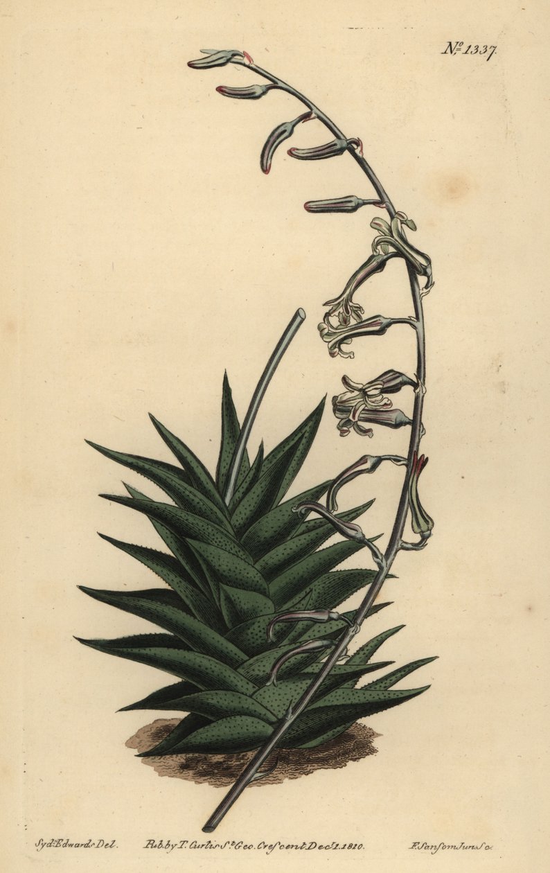 Haworthia viscosa (stivbladet aloe, Aloe rigida) av Unbekannt
