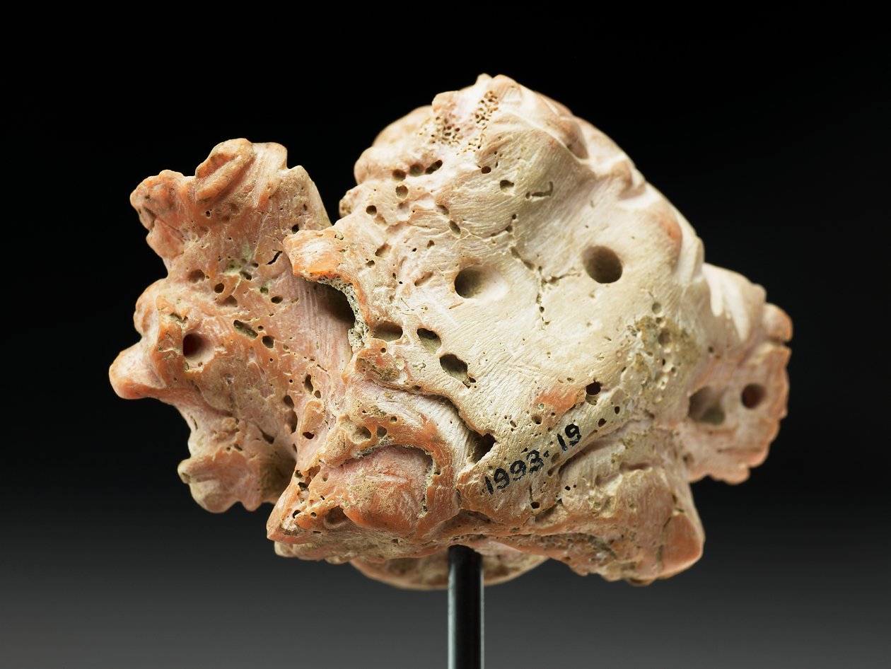 Hodet av Medusa, fra Bactria eller Gandhara, 2.-1. århundre f.Kr. (rosa korall) av Unbekannt