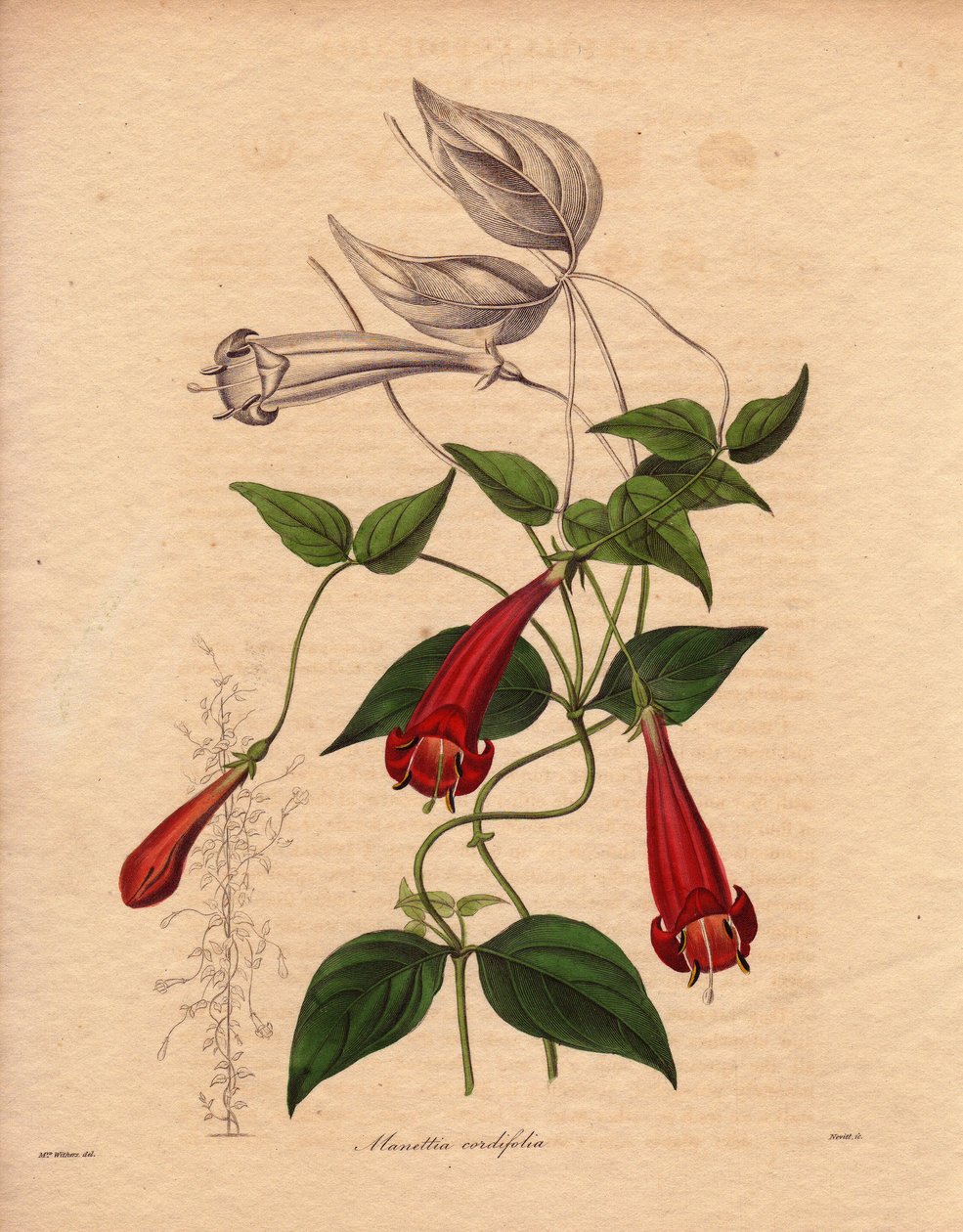 Hjertebladmanettie (Manettia cordifolia). Klatreplante med ovalt og knallgrønt løvverk, og rikelig med røde rørformede blomster. Illustrasjon av Augusta Innes Withers (1793-1877), i The Botanist, serie av Benjamin Maund i fem bind, utgitt mellom kl.  av Unbekannter Künstler
