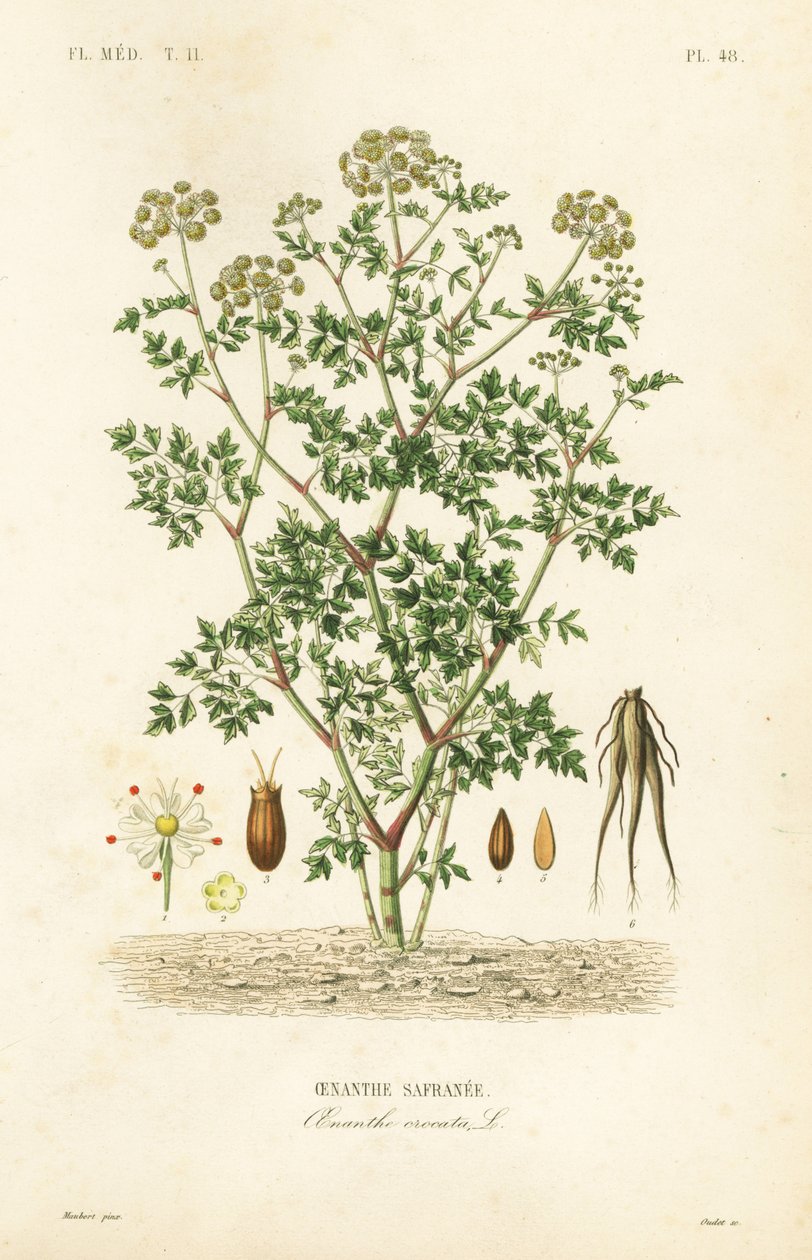 Hemlock vanndråpeurt, Oenanthe crocata, Oenanthe safranee av Unbekannt
