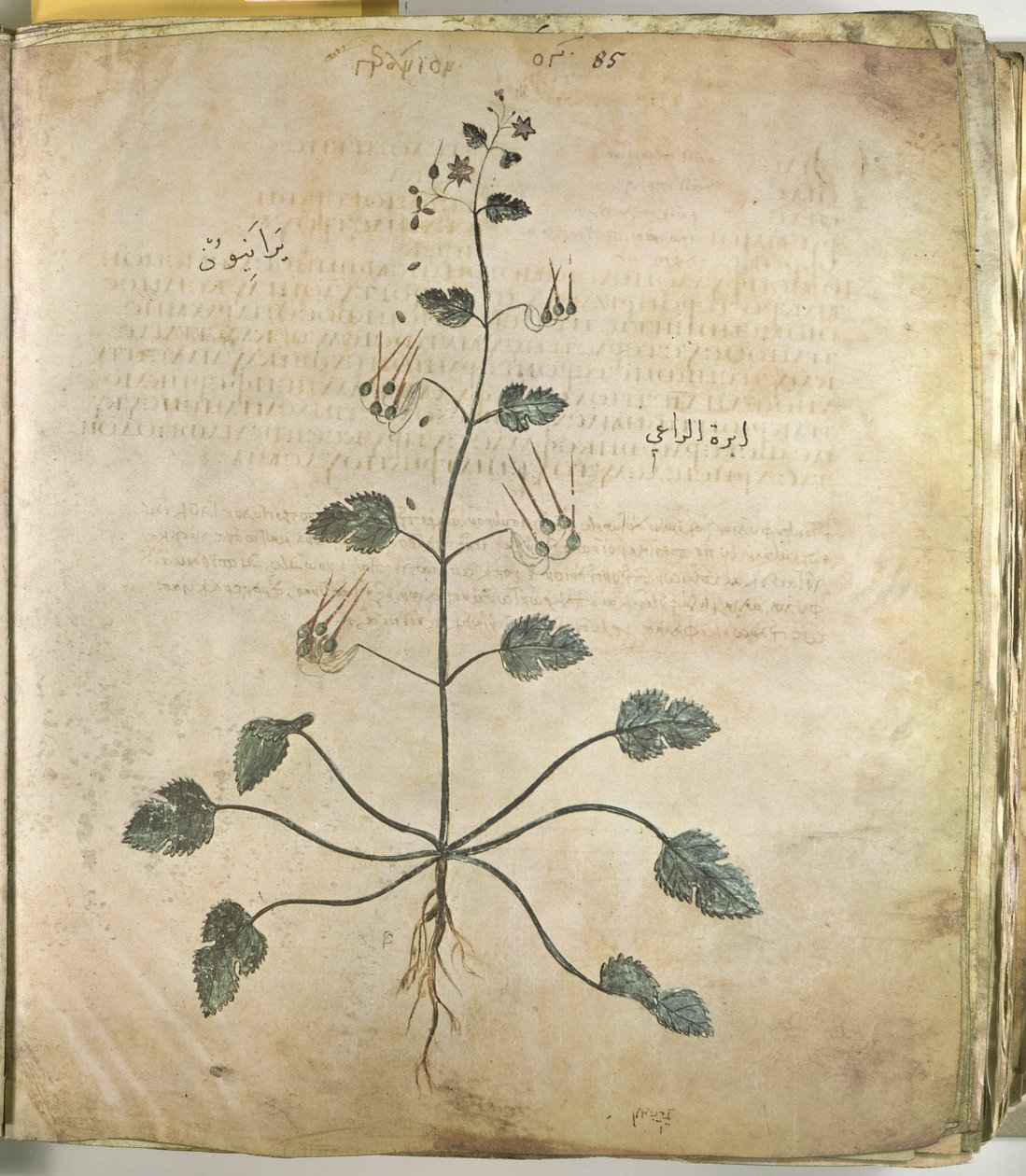 Herbals Crane