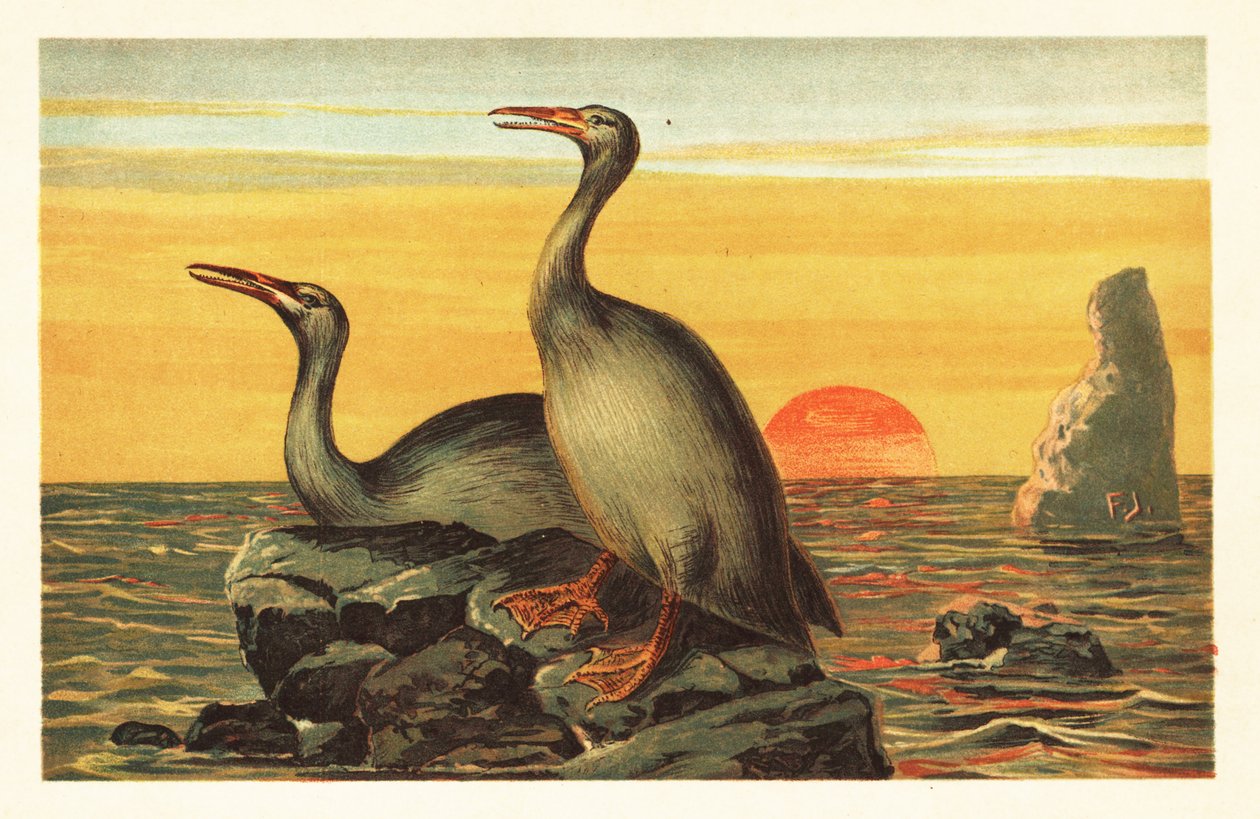 Hesperornis regalis, utdødd skarvlignende fugl.1908 (litografi) av Unbekannter Künstler