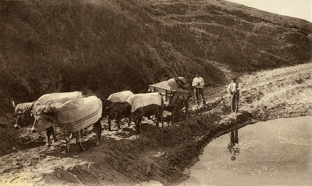Okser dekket med baskiske stoffer, tidlig på 1900-tallet (s/hvitt-bilde) av Alec Hunter